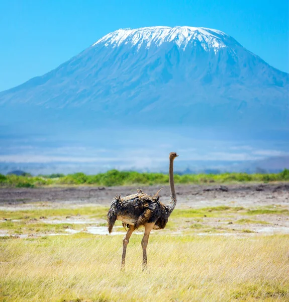 African Ostrich Grazing Savannah Southeast Kenya Unique Amboseli Park Peak — Stock Photo, Image