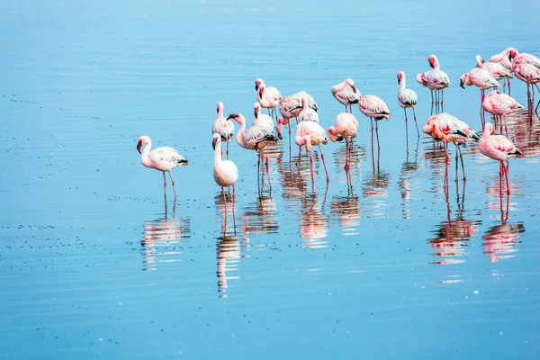 Manhã Cedo Costa Atlântica Namíbia Nascer Sol Rebanho Branco Magnífico — Fotografia de Stock