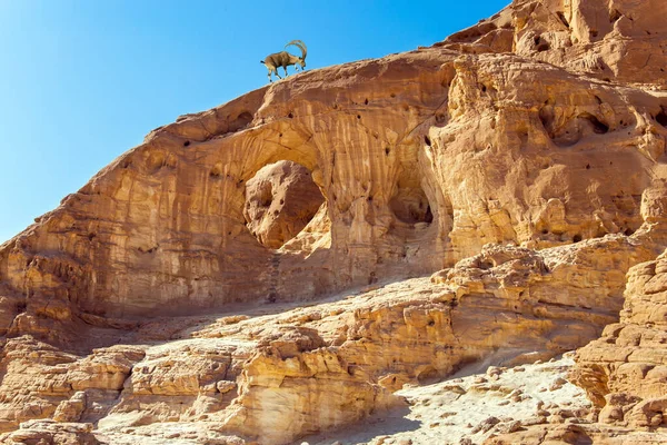 Cabra Montanha Núbia Com Magníficos Chifres Enrolados Nas Montanhas Eilat — Fotografia de Stock