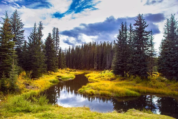 Teren Podmokły Lesie Góry Skaliste Kanady Żółta Trawa Wokół Płytkiego — Zdjęcie stockowe