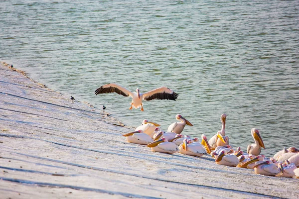 Srail Deki Hefer Vadisi Ndeki Göl Özellikle Göçmen Kuşlara Yardım — Stok fotoğraf