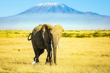  Büyük yalnız fil ünlü Kilimanjaro Dağı 'nın eteklerinde otluyor. Afrika. Afrika savanasına harika bir yolculuk. Vahşi hayvanlar serbestçe mevcut..