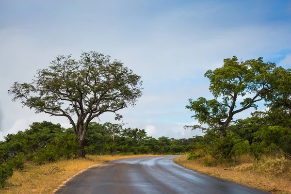 Camino Asfaltado Para Turistas Viajeros Viaje Exótico Sur Africano Sabana — Foto de Stock