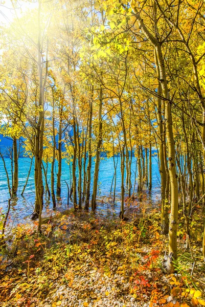 Autumn Flood Artificial Abraham Lake Rocky Mountains Canada Sun Warms — Stockfoto