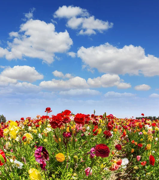 Wonderful Trip Spring Beauty Israel Bright Beautiful Multi Colored Garden — стоковое фото