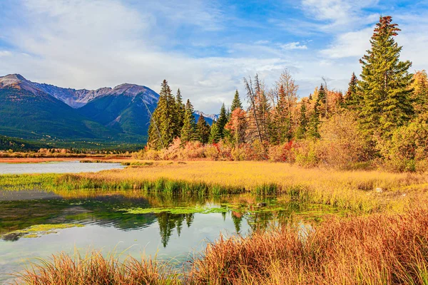 Small Swamp Shores Lake Vermillon Water Covered Green Mud Canada — Stockfoto