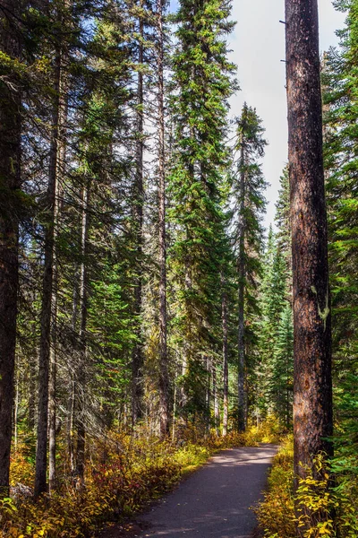 Coniferous Forest Surrounds Cold Lake Canadian Rockies Canada Picturesque Dirt — Stockfoto