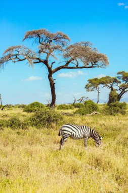 Lone zebra grazes in the African savannah at the foot of Kilimanjaro. Southeast Kenya, the Amboseli park. Amboseli is a biosphere reserve by UNESCO. Trip to the Horn of Africa