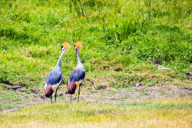 Beautiful couple of crowned crane. The secretary bird seeks food in the savannah bushes. Southeast Kenya, the unique Amboseli park. Exotic trip to Africa