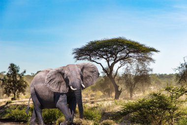 The big elephant and plain acacias in Amboseli park. Travel to exotic Africa. The famous snow-capped Mount Kilimanjaro. Magnificent wild animals of the African savannah.