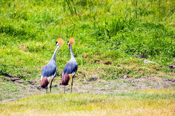 王冠のクレーンの美しいカップル 秘書鳥はサバンナの茂みで食べ物を求めます ケニア南東部 ユニークなAmboseli公園 アフリカへのエキゾチックな旅 — ストック写真