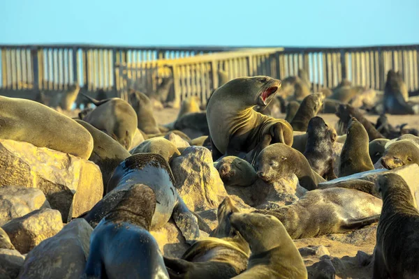 Large Animals Eared Seals Bask Sun Colony Fur Seals Atlantic — стоковое фото