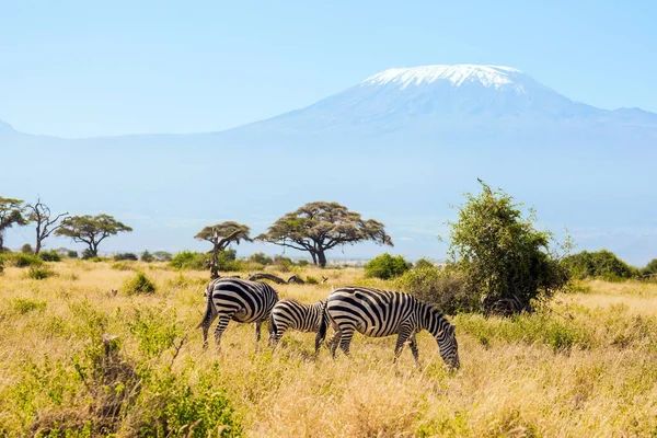 Family Striped Zebras Graze Savannah Peak Mount Kilimanjaro Snow Cap Foto Stock Royalty Free