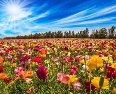 Magnificent flower carpet of multicolor garden buttercups - ranunculus. Hot sun and white clouds on a fine day. Israel. The concept of botanical, environmental and photo tourism