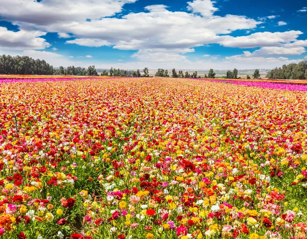 Walk World Flowers Windy Cloudy Day Multicolored Garden Ranunculus Kibbutz 免版税图库图片