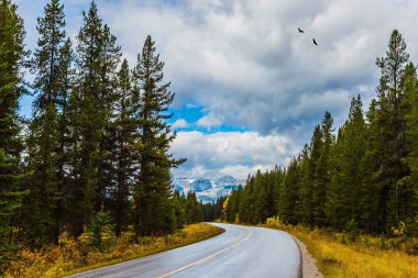 Cloudy fall day in the Canadian Rockies. Great road crosses the Canadian Rockies. Sunset. Evergreen forest grows along the side of the road. Concept of active, eco and photo tourism