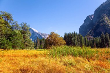 Autumn yellowed grass in the meadows of the valley. Yosemite Valley. Yosemite Park is located on the slopes of the Sierra Nevada. 