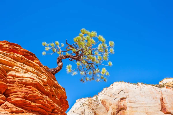 Famous Jumping Tree Jerky Tree Cliff Striped Red Sandstone Magnificent — Stock fotografie
