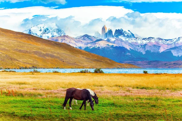 チリ南部の有名なトーレス ペイン公園 ラグーンアズールは3つの岩のふもとにある素晴らしい山の湖です 南アメリカの野生馬のペア 草の上にマスタングの放牧 — ストック写真