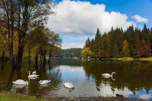 秋の壮大な色 湖Fuzine イタリアの白い白鳥の群れ 黄色の木々が湖に反映されます ドロミテの美しい静かな湖 — ストック写真