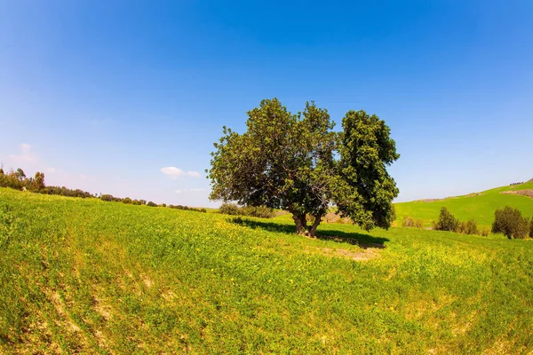 Acácia Deserto Verde Encosta Deserto Negev Grama Fresca Verde Flores — Fotografia de Stock