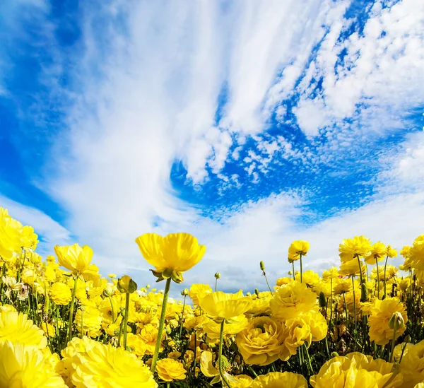 Sea Flowers Bright Beautiful Multi Colored Garden Buttercups Grow Kibbutz — Zdjęcie stockowe