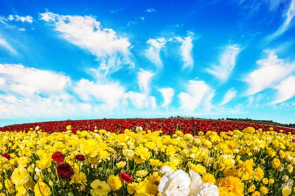 春の美しさのための素晴らしい旅 壮大なカーペットでKibbutzフィールド内の緑豊かな黄色と赤の庭のバターカップランヌキュラス 花の海 イスラエル — ストック写真