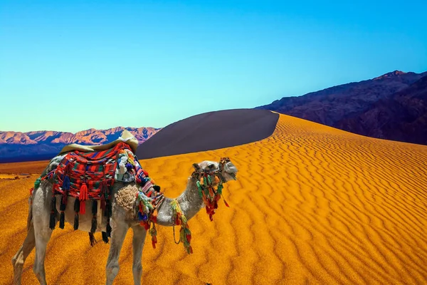 Magnificent One Humped Camel Dromedar Magical Desert Morning Camel Beautifully — Foto Stock