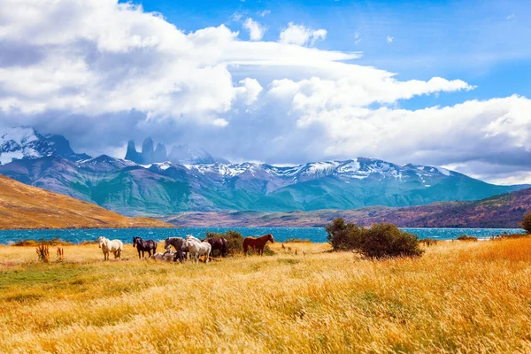 Mountain Range Covered Eternal Snow Torres Del Paine Park Chile — Fotografia de Stock