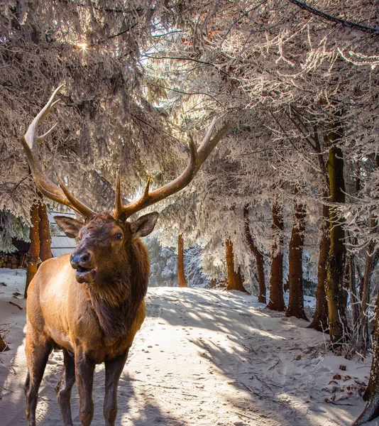 Red Deer Branched Antlers Winter Coniferous Forest Extreme North Winter — 스톡 사진