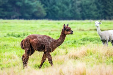 Yün ve et için hayvan yetiştirme çiftliği. Yeşil çimenlere yapıştırılan bir saç kesiminden sonra beyaz ve kahverengi bir çift tapılası lama. Egzotik, ekolojik ve fotoğraf turizmi kavramı