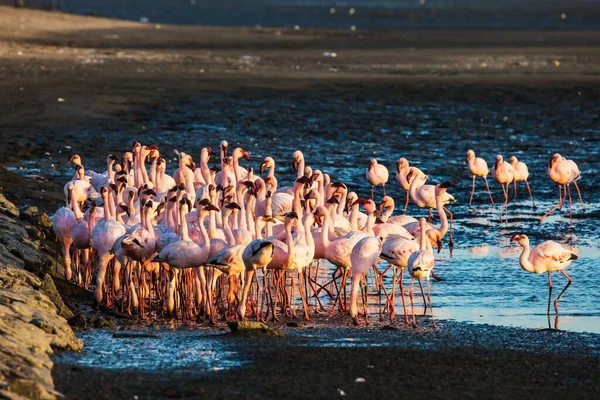 Ogromna Kolonia Różowych Flamingów Namibia Interesujące Użyteczne Obserwowanie Ptaków Wspaniałe — Zdjęcie stockowe