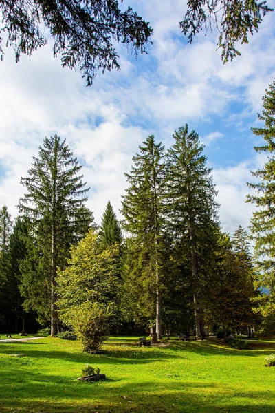 Grüne Rasenflächen Rande Eines Malerischen Herbstwaldes Schöner Sonniger Herbsttag Charmant — Stockfoto