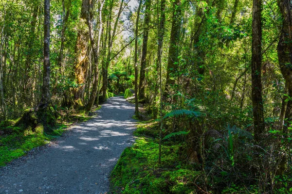 在湖边的森林里走着小路 世界上最美丽的自然新西兰 远道而来的壮丽旅程 — 图库照片