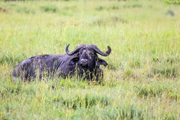 华丽的非洲水牛在高高的草地上休息 萨法里 游览著名的肯尼亚保护区Masai Mara 自然栖息地的野生动物 异国情调的 积极的 生态的和光旅游的概念 — 图库照片