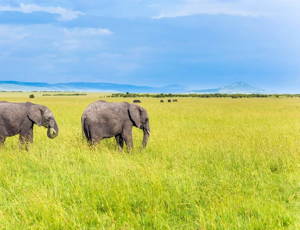 Знаменитый Заповедник Масаи Мара Кении Африка Пара Степных Слонов Слоны — стоковое фото