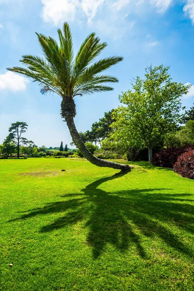 絵のように湾曲した巨大なヤシの木が芝生の上に影を投げかける 公園の中心部にある大きな緑の芝生の牧草地 暖かい晴れた日 きれいな手入れの行き届いた公園で素晴らしい散歩 — ストック写真