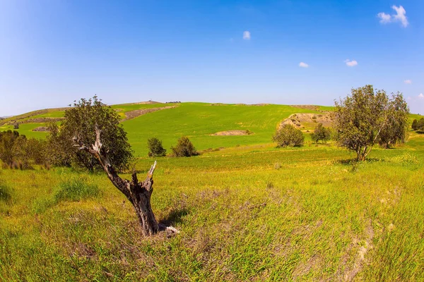 Deserto Negev Grama Fresca Verde Flores Silvestres Cobrem Colinas Vales — Fotografia de Stock