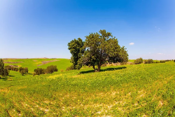 ネゲヴ砂漠の開花 4月の美しい晴れた日 新鮮な緑の草や野の花の間を歩く イスラエルの壮大な開花春 — ストック写真