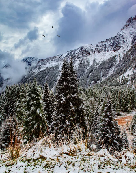 Kartal Sürüsü Ormanın Üzerinde Süzülüyor Talyan Alpleri Dağlardaki Ilk Kar — Stok fotoğraf