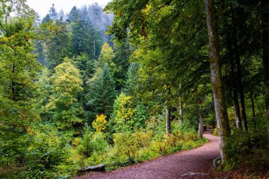 Schwarzwald 'a giden toprak yol. İlk sonbahar yağmuru. Avrupa 'nın merkezinde ünlü bir orman. Sabah sisi. Almanya 'da Ekim, Kara Orman
