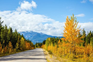 Kanada 'nın Rocky Dağları' ndaki meşhur 93. Otoyol. Muhteşem Hint Yazı. Çam ağaçları ve turuncu asfalt yol. 