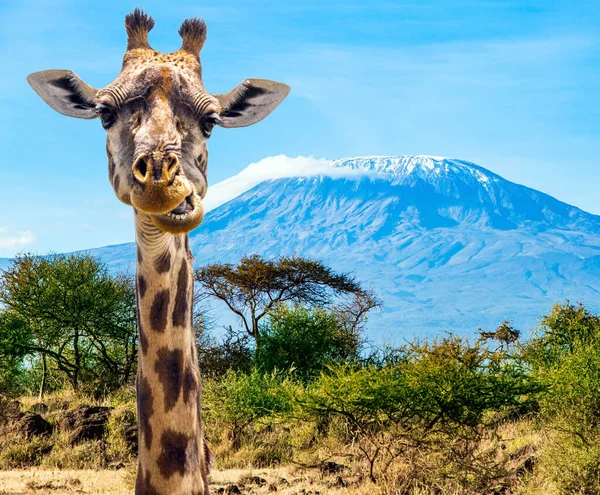 Zsiráf Sima Akác Amboseli Parkban Utazás Egzotikus Afrikába Híres Hófödte — Stock Fotó