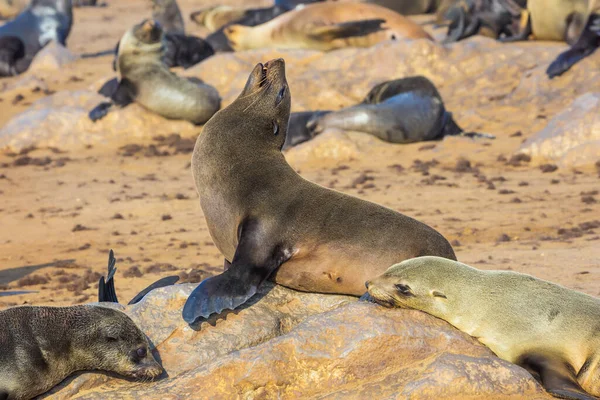 Concetto Turismo Ecologico Attivo Fotografico Africa Namibia Riserva Naturale Della — Foto Stock