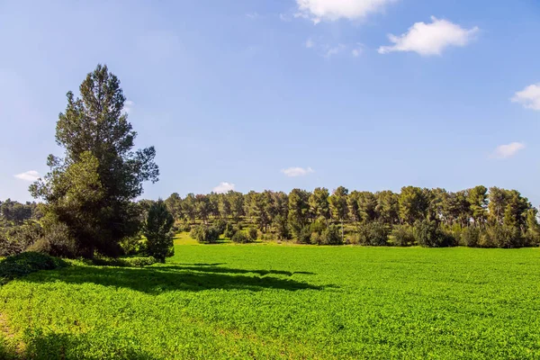 緑豊かな背の高い草の広い緑の牧草地 暖かい晴れた2月の日 イスラエルだ 春の緑の世界 背の高い細い松が牧草地で育つ — ストック写真