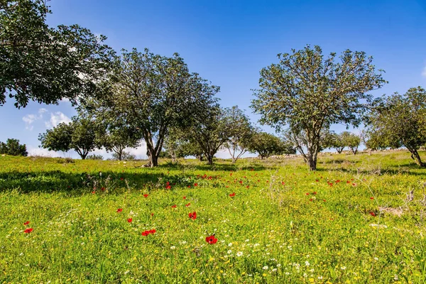 イスラエルだ 赤いイソギンチャクが咲く緑の芝生 砂漠のアカシアは若い葉で緑に変わります 春の緑の世界 暖かい晴れた日 — ストック写真
