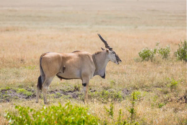 Kenia Antylopa Rodziny Bydła Eland Kanna Największa Antylopa Świecie Safari — Zdjęcie stockowe