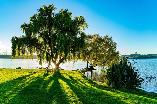 Nádherný Rozvalený Strom Jezera Taupo Nádherný Západ Slunce Klidný Večer — Stock fotografie