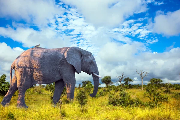 Afrikanischer Großer Savannenelefant Tiere Leben Und Bewegen Sich Frei Der — Stockfoto