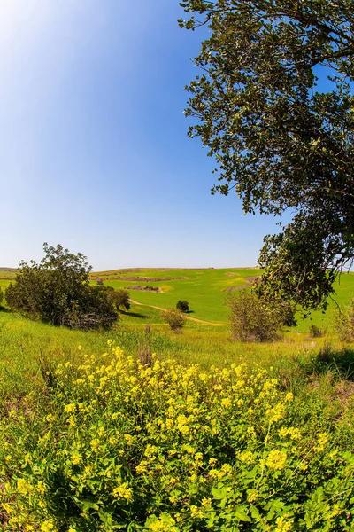 ネゲヴ砂漠の開花 4月の美しい晴れた日 新鮮な緑の草や野の花の間を歩く イスラエルの壮大な開花春 — ストック写真